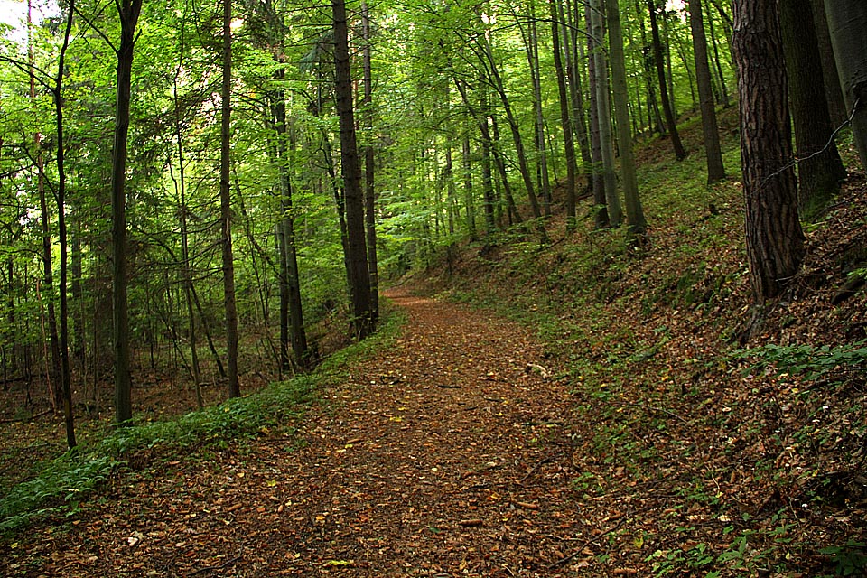 Zárub úzkokolejky v horní části trasy k lomu při pohledu ve směru od Bohdíkova.