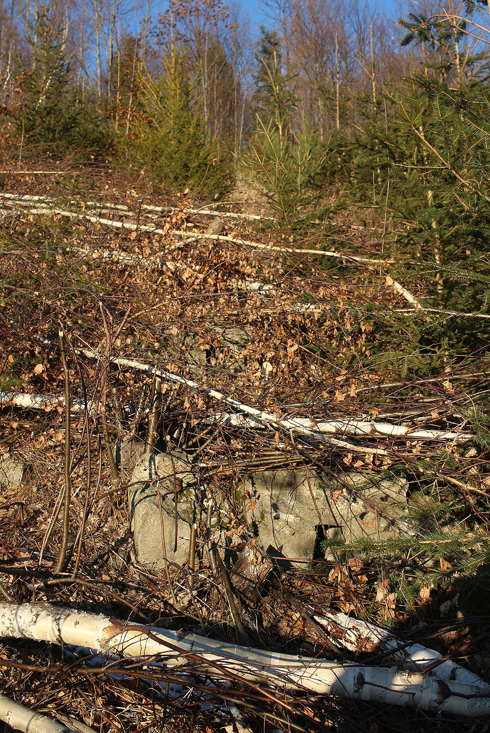 Betonové základy s roztečí necelých 2 m lze na pasece nad papírnou vystopovat v celé délce svážnice. Bohužel po poslední prořezávce je paseka poněkud obtížněji průchodná.
