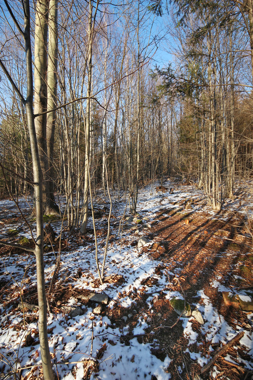 Dále vedla úzká kolej lesem v mírném sklonu k překladišti dřeva. Zde už pravděpodobně vozíky tahala diseleová lokomotiva.