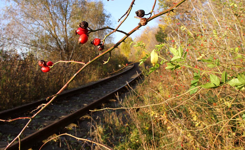 Půlikolemtrový rovný úsek se ukrývá za větrolamem, který je domovem mnoha zvířat a klidnou oázou mezi letištěm, dálnicí a průmyslovou zónou.