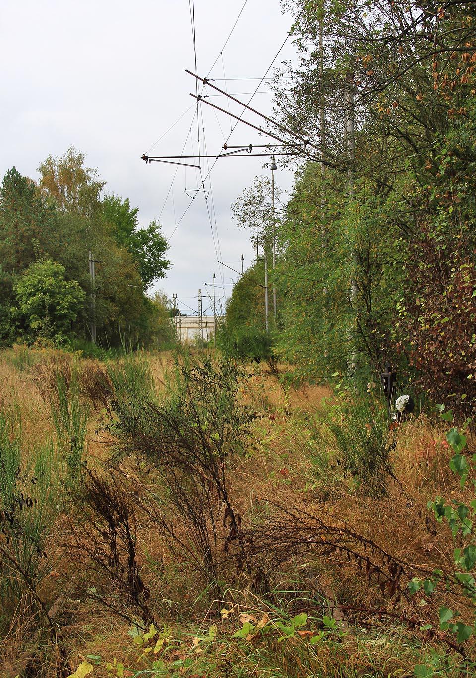 Také zde se příroda činí. O tom, kudy vedou koleje, svědčí už jen trakční dráty.