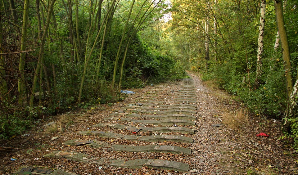 Levotočivý oblouk v bujném žižkovském lese.