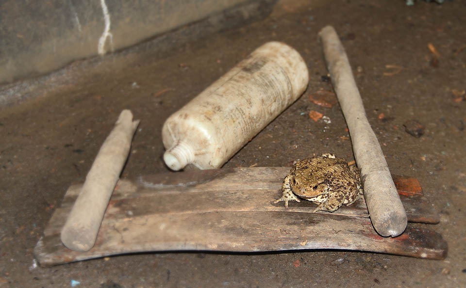 …kromě jedné zpomalené ropuchy, která dala přednost chladu podzemí před rozpálenou krajinou na povrchu. Po vypití celé lahve Fridexu se jí ovšem zatočila hlava a bez naší pomoci by už ven netrefila.