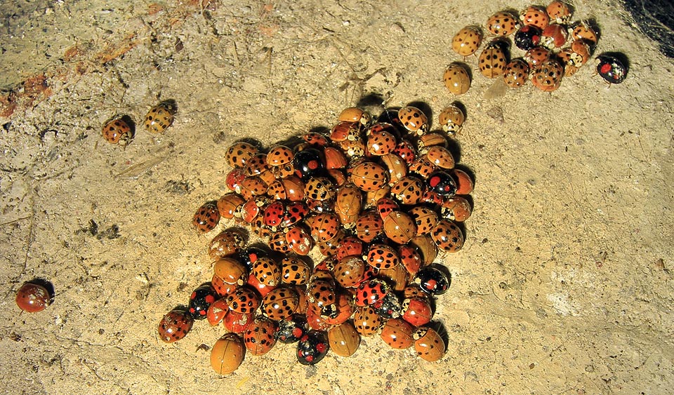 Stálá teplota, kterou si při své délce a vodním chlazení tunel udržuje, je v zimě lákadlem pro nejrůznější hmyz. Třeba slunéčka nulatečná, jednotečná, dvojtečná, sedmitečná, čtrnáctitečná, dvaadvacetitečná až po polytečná. Ve skutečnosti však jde nejspíš o invazivní slunéčka východní.