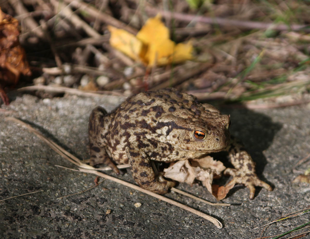 Proti nezvaným návštěvníkům zde hlídá přístup strážní ropucha.